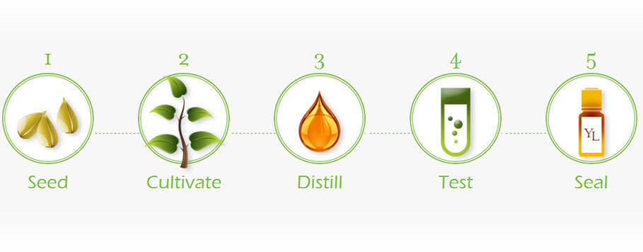seed-to-seal---for-ylwebsite